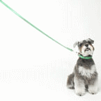 犬の業務撮影