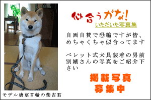 似合うがな犬具を着けた写真集