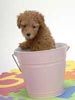 犬の出張撮影シュナとトイプードル