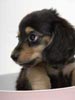 ダックス子犬