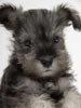 犬の出張撮影シュナウザー
