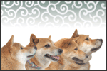 柴犬ぐらふてぃ
